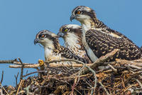 Osprey adult & two juveniles in nest © Bernard Creswick