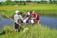 Families in a group program seining at Allens Pond Wildlife Sanctuary in summer