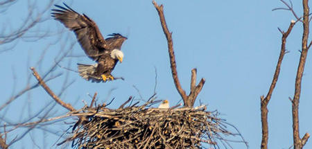 Eagles building nest at Arcadia Wildlife Sanctuary © Phil Doyle