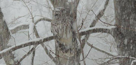 Snow falling around an owl at Arcadia Wildlife Sanctuary.