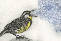 Eastern Meadowlark © Meredith Broberg