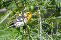 Blackburnian Warbler at Arcadia © Derek Allard