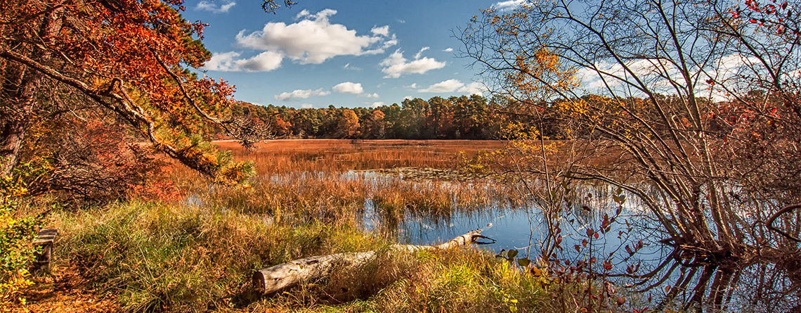 Ashumet Holly in autumn © Ronald Reynolds