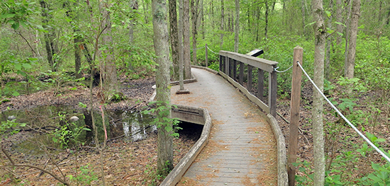 Trail at Attleboro Springs