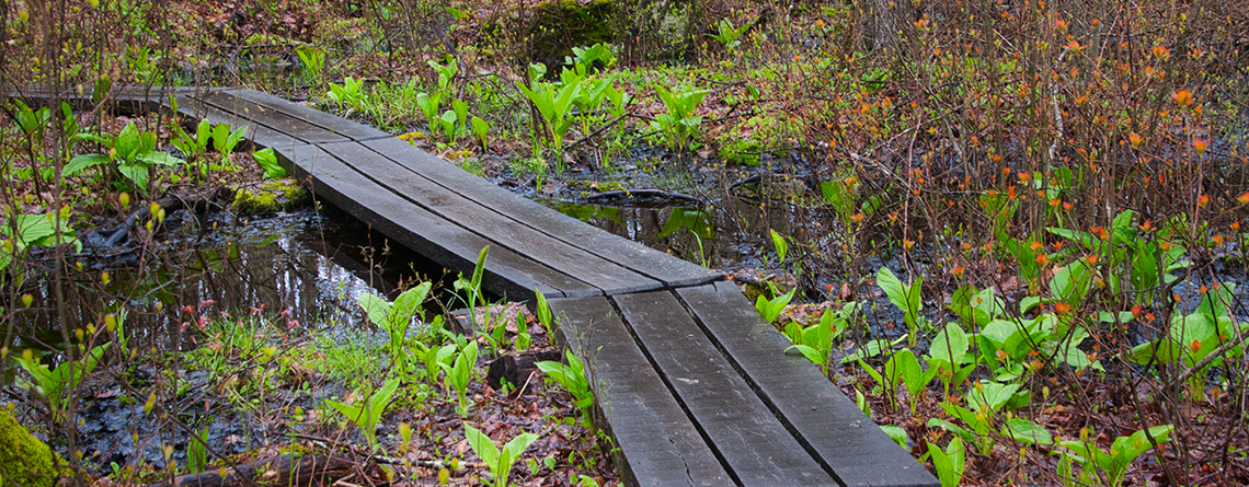 Trail in late spring at Attleboro Springs Wildlife Sanctuary © Tod McKenna