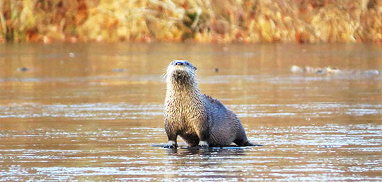 River Otter in late fall © Kris Bates