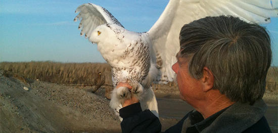 Norman Smith about to release a rescued snowy owl