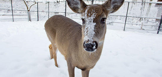 Deer at Trailside Museum in winter © Shawn Carey