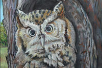 Eastern Screech-owl oil pastel painting © Charles J. Wood