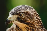 Red-tailed Hawk