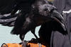 Trailside's resident Common Raven