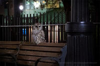Barred Owl perched on a sidewalk bench © Peter Green