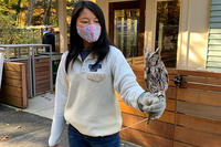 Staff member Tessa Holleran with an Eastern Screech Owl at Blue Hills Trailside Museum