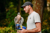 Educator holding an American Kestrel