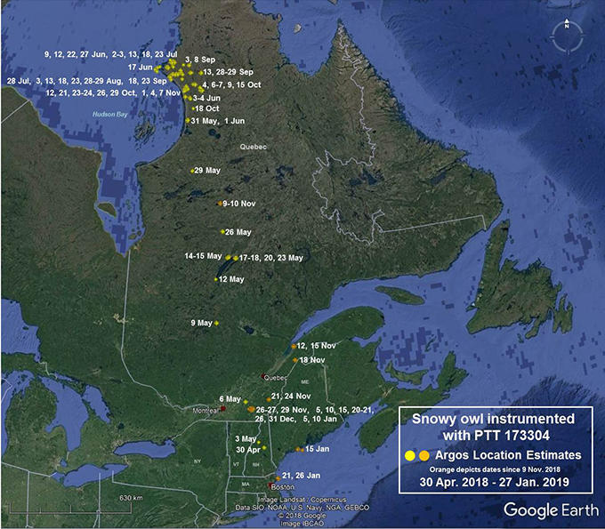 Snowy Owl 173304 movements April 30, 2018 – January 27, 2019