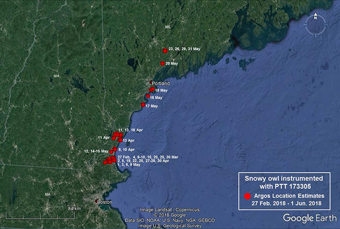 Owl 173305 movements February 27-June 1, 2018