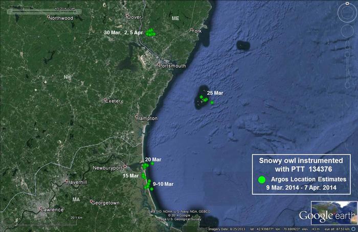 Movements of snowy owl 134376 March 9 - April 7, 2014