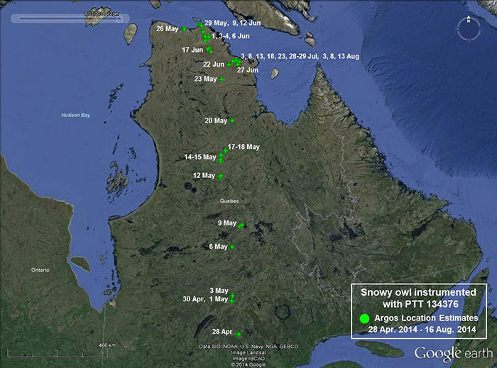 Snowy owl 134376 movements closeup from March 9-August 16, 2014
