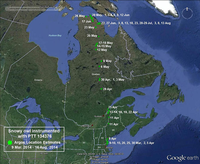 Snowy Owl 134376 March 9 - August 16, 2014