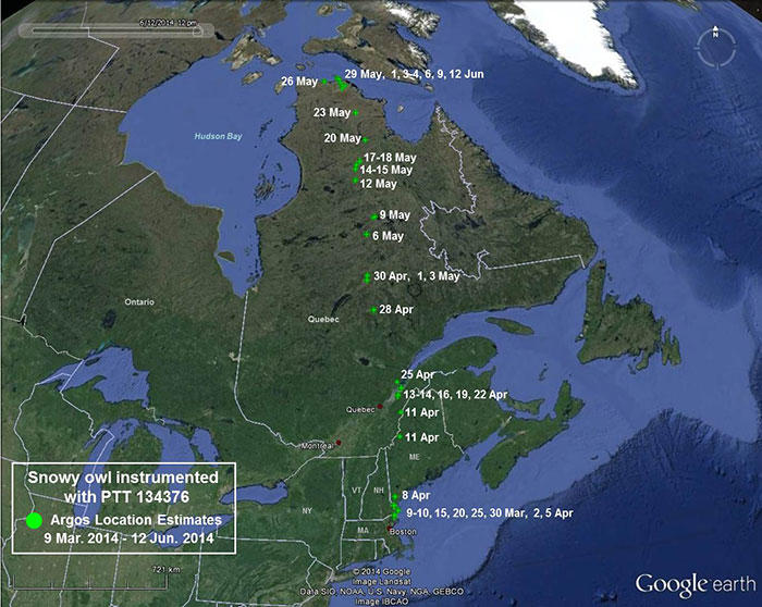 Snowy Owl 134376 March 9 - June 12, 2014 migration map