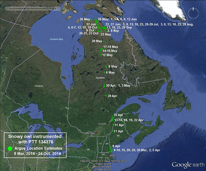 Movements for Snowy Owl 134376 from March 9 - October 25, 2014