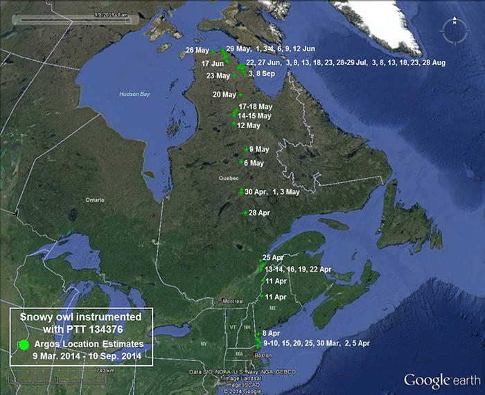 Snowy Owl 134376 movements from March 9 - August 16, 2014