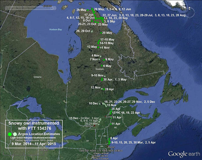 Snowy owl 134376 movements March 9, 2014 - April 11, 2015
