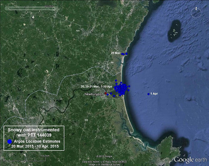Snowy owl 144039 movements March 20, 2015 - April 10, 2015