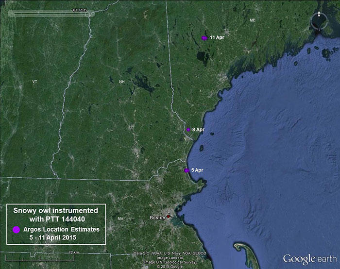 Snowy owl 144040 movements April 5-11, 2015