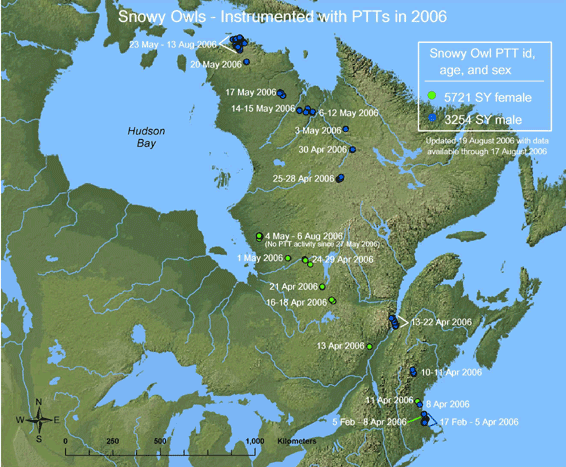 2006 Snowy Owls: Map with data available through August 2006
