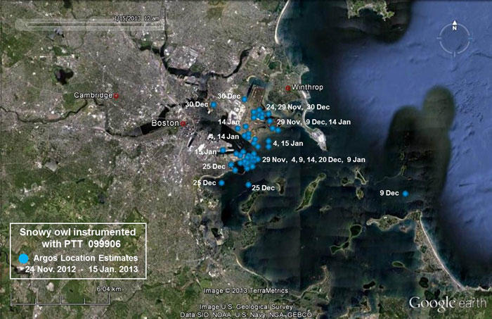 Closeup of Owl 099906 movements between November 24, 2012 and January 15, 2013