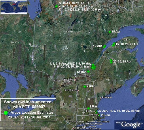 Closeup of Owl 099907 movements between May 13 and July 26, 2011