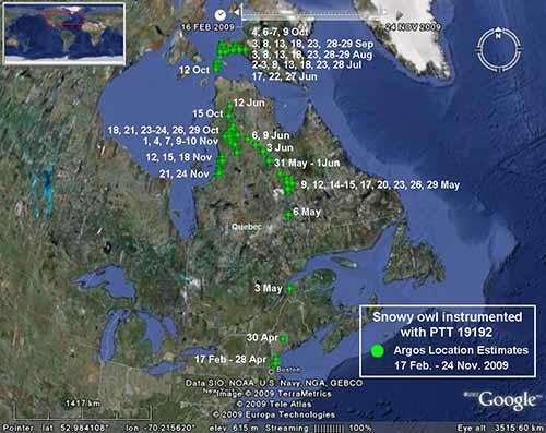 Movement of Owl 19192 through November 24, 2009