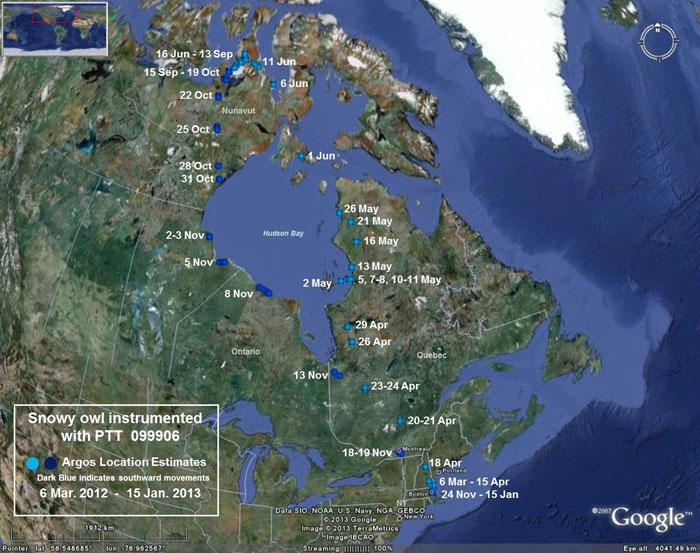 Overview of Owl 099906 movements between March 6, 2012 and January 15, 2013