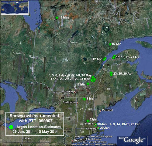 Overview of Owl 099907 movements between January 29 and May 15, 2011