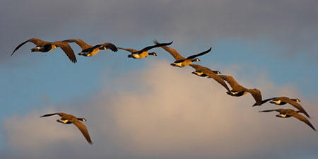 Canada geese flying in formation
