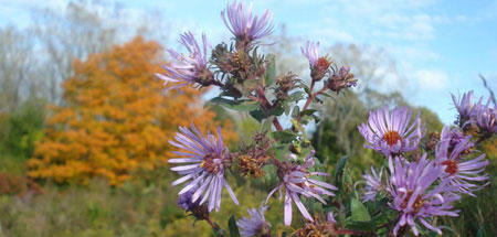 Fall asters