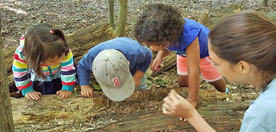 Preschoolers exploring at the Boston Nature Center