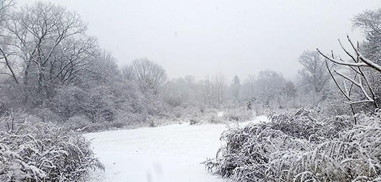 A snowy, winter scene at the Boston Nature Center