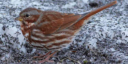 Fox Sparrow in winter at Boston Nature Center