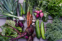 Fresh vegetables in baskets at Moose Hill