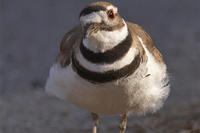 Closeup of a Killdeer