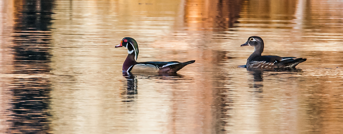 Pair of Wood Ducks on the pond in late winter at Broad Meadow Brook Wildlife Sanctuary © Asli Eretkin