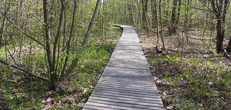 Accessible trail at Broad Meadow Brook