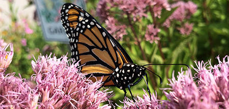 Monarch Drinking from Joe Pye Weed © Janice Schlickman, Mass Audubon