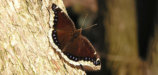 Mourning Cloak at Broad Meadow Brook