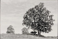 Shade Tree © Tony King
