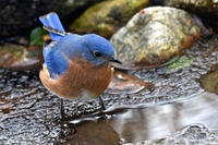 Eastern Bluebird next to a small puddle © Peter Weis
