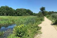 Along the Troiano Brookside Trail at Broad Meadow Brook Wildlife Sanctuary