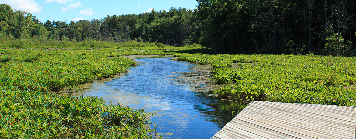 View of Indian Brook from the boardwalk at Broadmoor Wildlife Sanctuary in summer